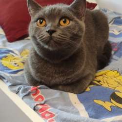 Скоттиш страйт и Скоттиш фолд фото 5