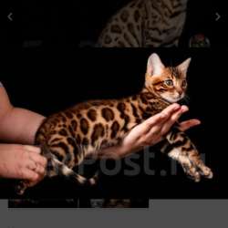 Бенгальские котята