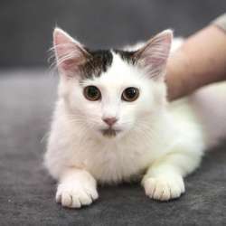Котята в добрые руки в Одинцово фото 6