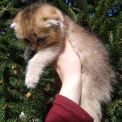 Шотландские котята золотая шиншилла