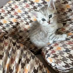 Котята британцы в Саратове фото 6