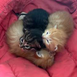 Отдам котят.