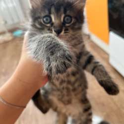 Отдам котят, две девочки