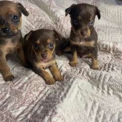 Мини той-терьер в Канске фото 14