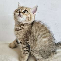 Шотландские котята фото 3