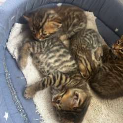 Котята бенгалы