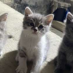 Котенок