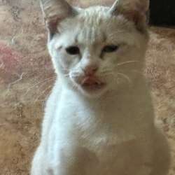 Котенок в добрые руки в Уфе фото 6