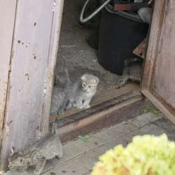 Котята 1,5месяца