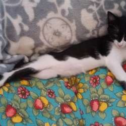Отдам в добрые руки котёнка
