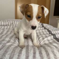 Домашние животные Jack Rassel фото 5