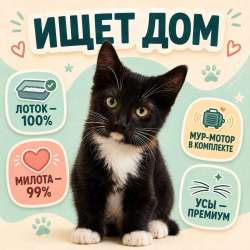 Отдам котёнка в надёжные руки в Долгопрудном