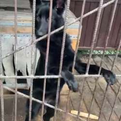 Чёрные щенки немецкой овчарки в Ачинске фото 3