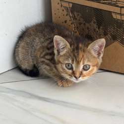 котята в Краснодаре фото 4