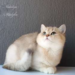 Британская кошечка фото 5