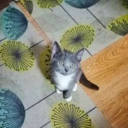 Котенок
