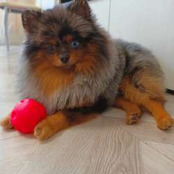 Spitz pomeranian