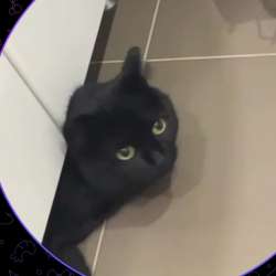 НАШЛИ КОШКУ