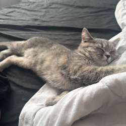 кошка