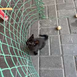 Котята в добрые руки в Ростове-на-Дону