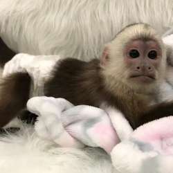Мальчик и девочка, монахи капуцины