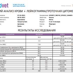 Ласковый 6-месячный котик в Москве