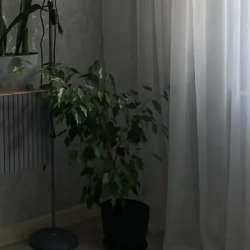 Фикус