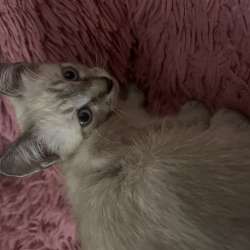 Сиамские котята в Астрахани
