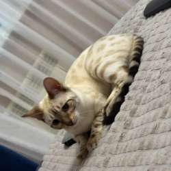 Котенок в Началово