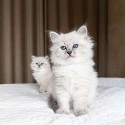 Качественные котята Рэгдолл на переезд фото 4