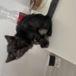 Котенок в добрые руки (девочка)