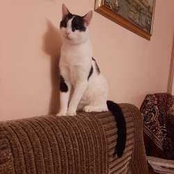 Котик Гоша ищет дом