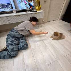 Домашняя передержка собак