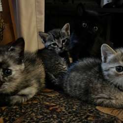 Отдам в добрые руки котят
