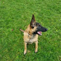 Maninois puppy for sale