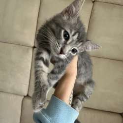 Котенок здоровый