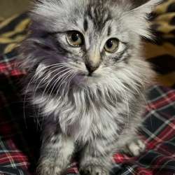 Котик и кошечка в добрые руки в Калуге