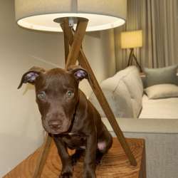 American puppy for sale Dubai фото 5