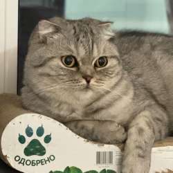 Кошка на вязку
