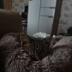 Котенок мальчик 4 месяца в Егорьевске фото 3