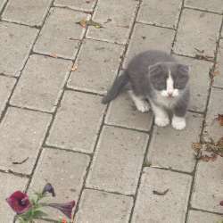 Котенок