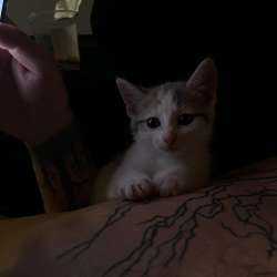 Котята в Новосибирске
