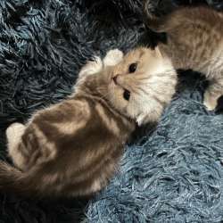 Котята шотландские вислоухие в Перми