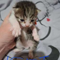 Котята , ищут дом в Костроме фото 4
