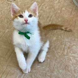 Котенок в добрые руки. Рыжий Вася в Москве