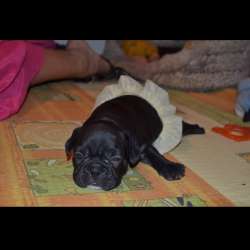 Vendo cuccioli di bulldog francese фото 4