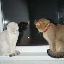 Шотландские котята
