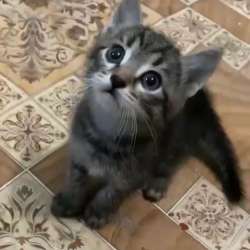 Котенок в добрые руки в Нижнем Новгороде фото 3