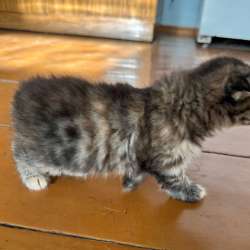 Котенок мальчик в Топках