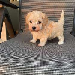 Maltipoo